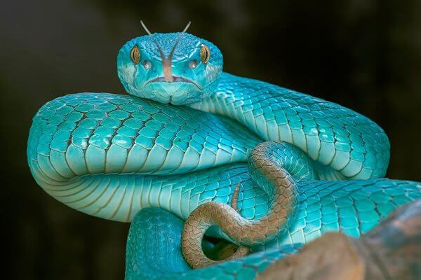 O que significa sonhar com cobra azul? - Sonhar com - Significado dos Sonhos