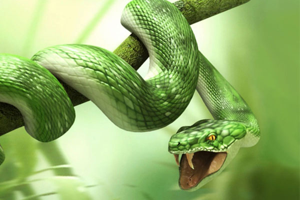 Sonhar com cobra verde